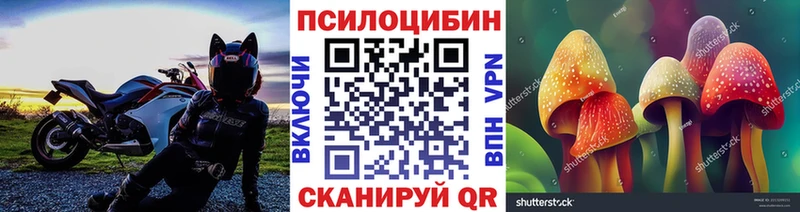 сколько стоит  Балтийск  Псилоцибиновые грибы Cubensis 